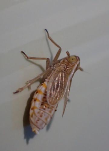 Ribautodelphax sp.